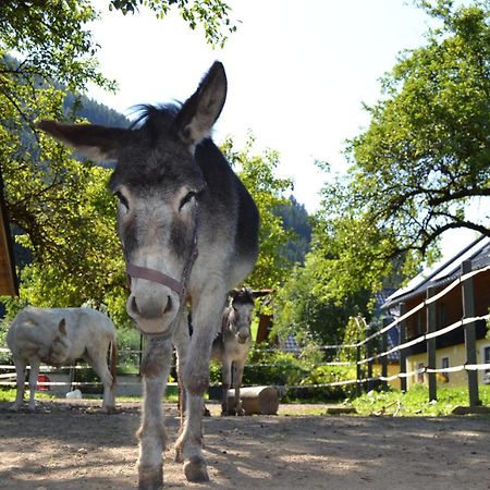 Ferienstadl - Hammerau Göstling an der Ybbs Esterno foto